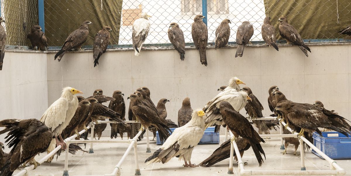 Inside our aviary — dozens of raptors recovering for release.