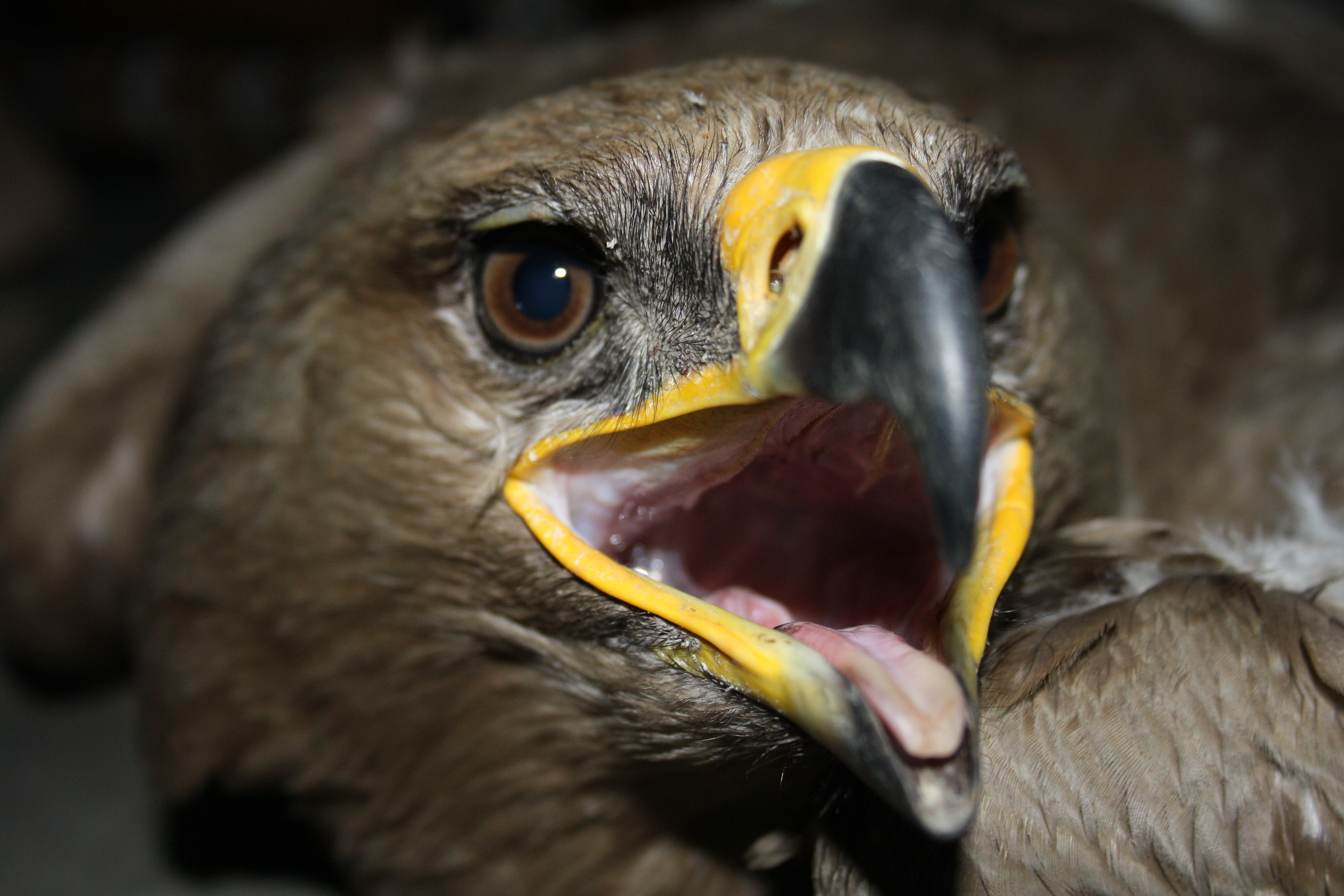 Close-up of a Steppe Eagle with open beak, showing its powerful yellow gape and piercing brown eye