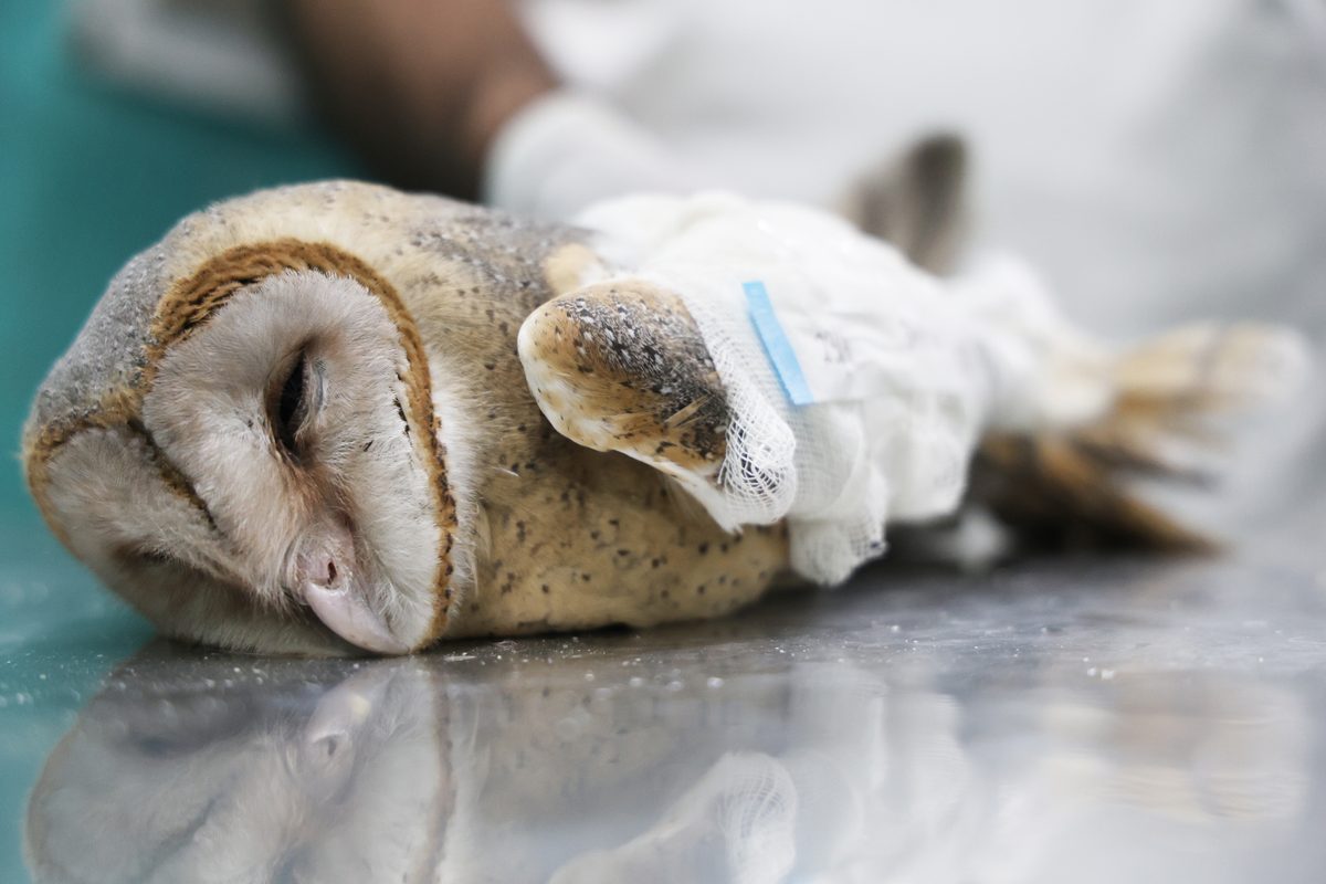Barn Owl under treatment — silent guardian of Delhi's night skies.
