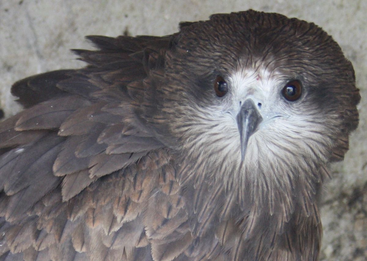 Meet one of Delhi's Black Eared Kites — Wildlife Rescue treats over 3,000 per year.