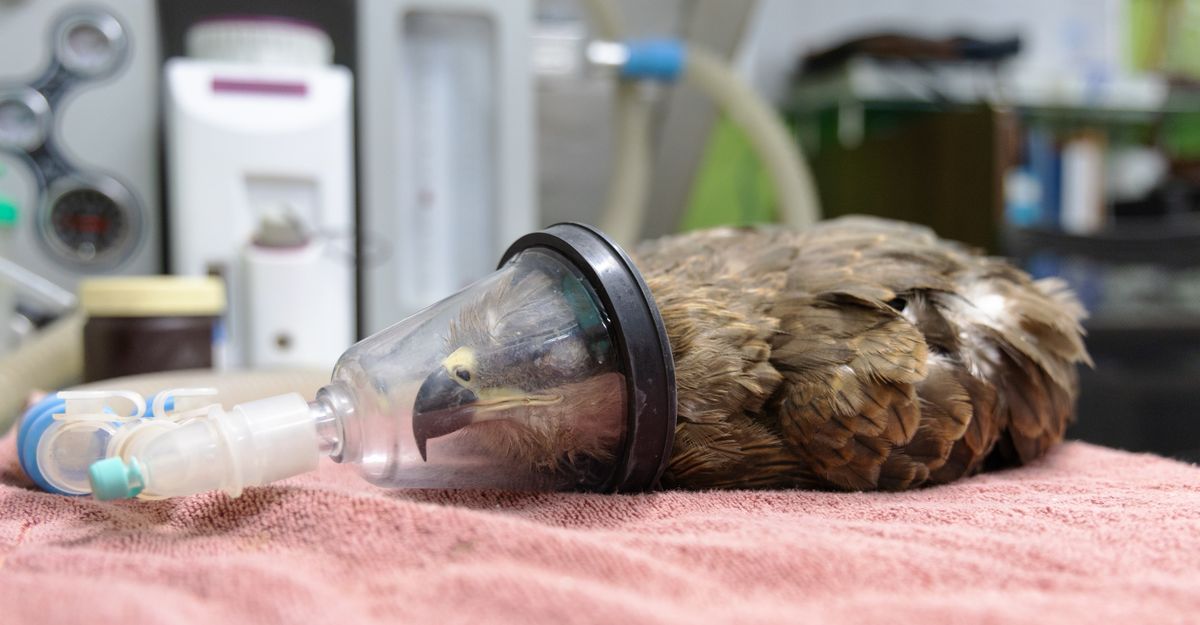 Black Kite under isoflurane gas anesthesia with face mask on the surgical table at Wildlife Rescue, being prepared for manja wound repair
