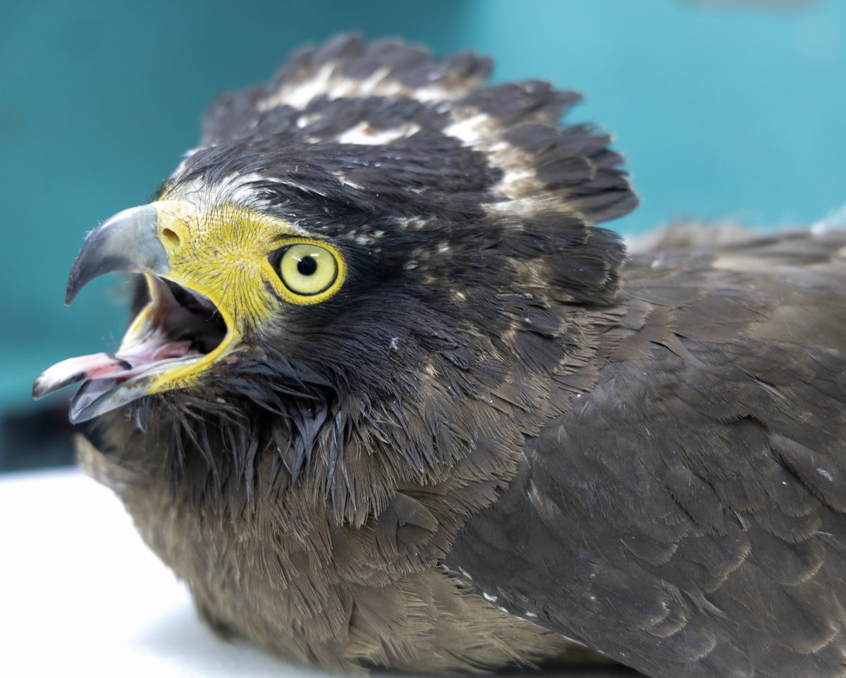 Crested Serpent Eagle — piercing gaze of one of Delhi's resident hunters.