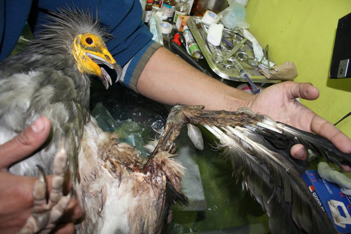 Sultan the Egyptian Vulture in care at Wildlife Rescue — an endangered bird receiving treatment for septicemia