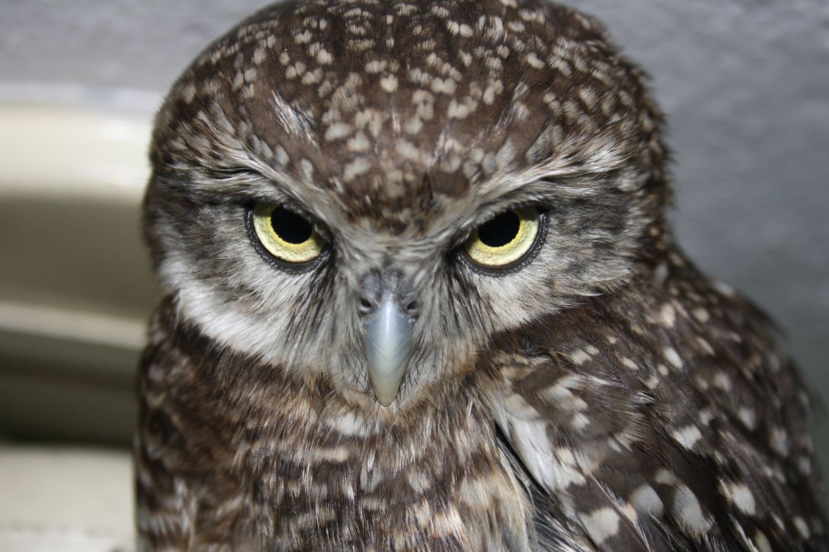 A Spotted Owlet's bright yellow eyes — one of Delhi's most charismatic raptors.