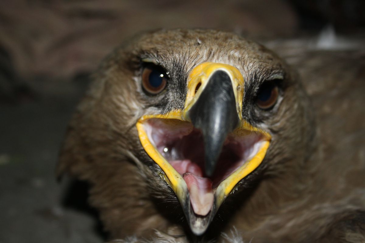 Steppe Eagle — this endangered migrant travels 10,000 km along the Central Asian Flyway.