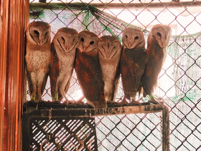 Wildlife Rescue — World's Largest Raptor Rescue | Delhi, India
