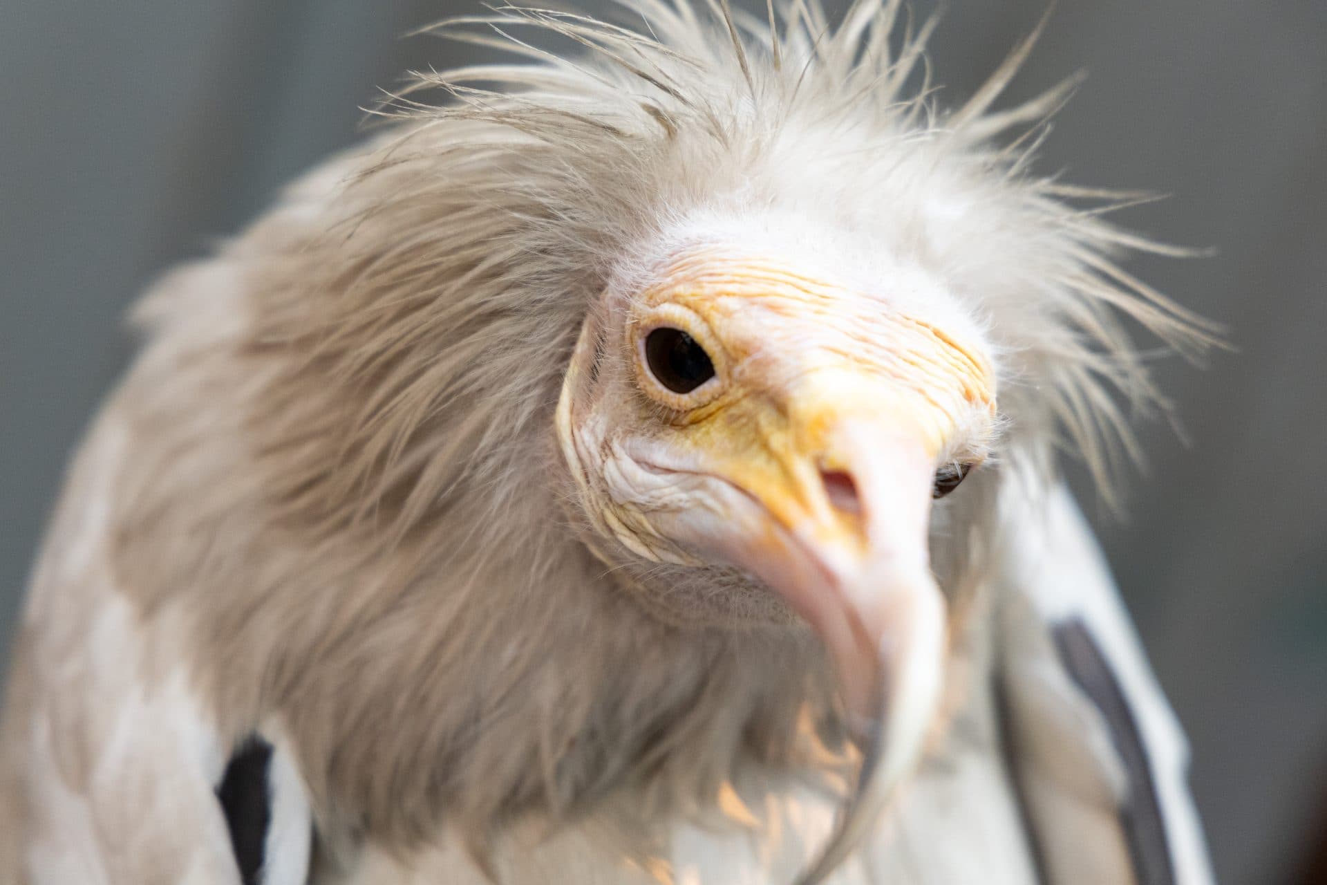 Egyptian Vulture, an Endangered species treated at Wildlife Rescue, showing its distinctive pale plumage and yellow facial skin